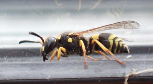Réf. 324 307 : Ancistrocerus sp.